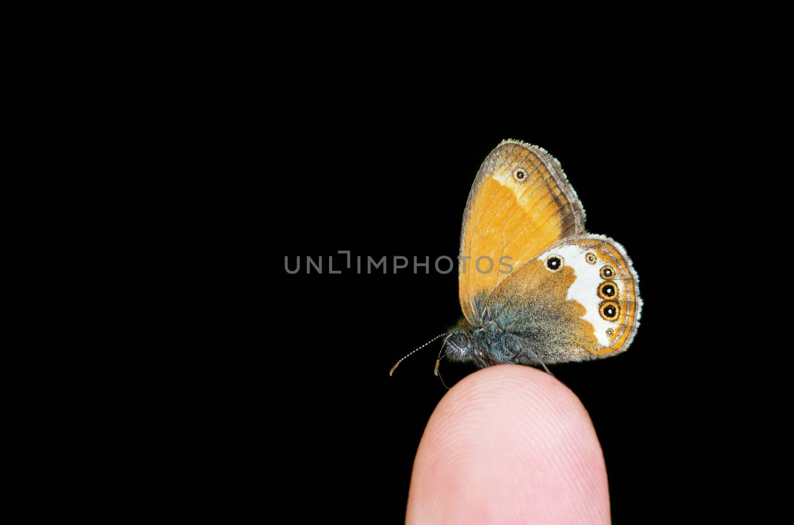 Pearly Heath (Coenonympha arcania) butterfly standing on the finger isolated over black background.