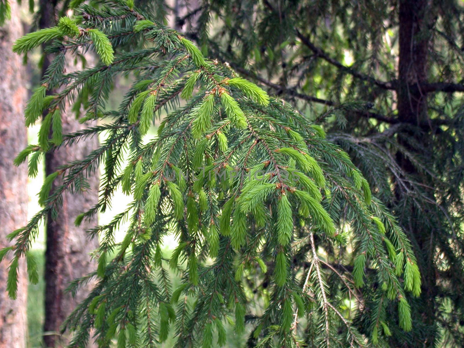 The fir branch, russian forest