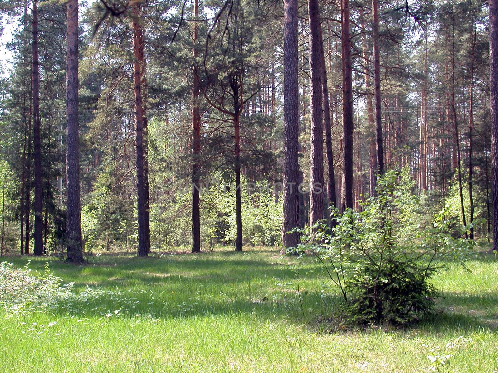 The coniferous forest. Russian timber of the central zone