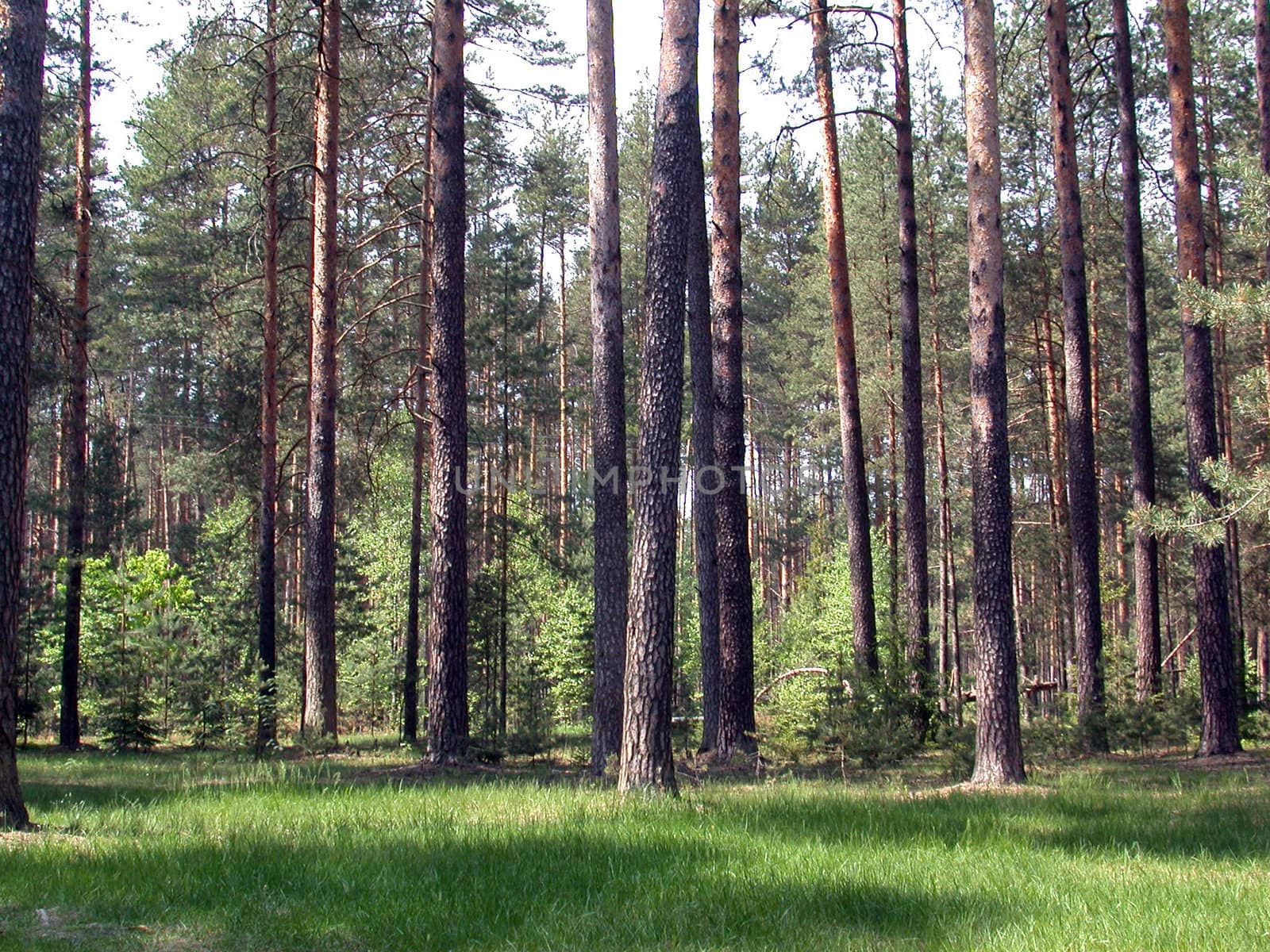The coniferous forest. Russian timber of the central zone
