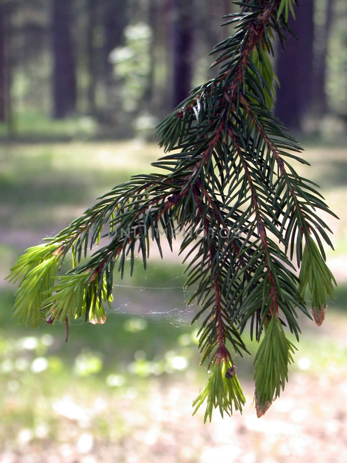 The fir branch, russian forest