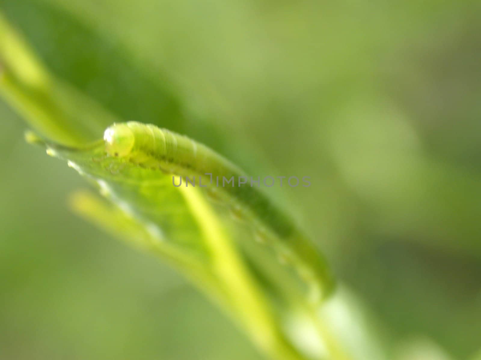 gren caterpillar on green leaf