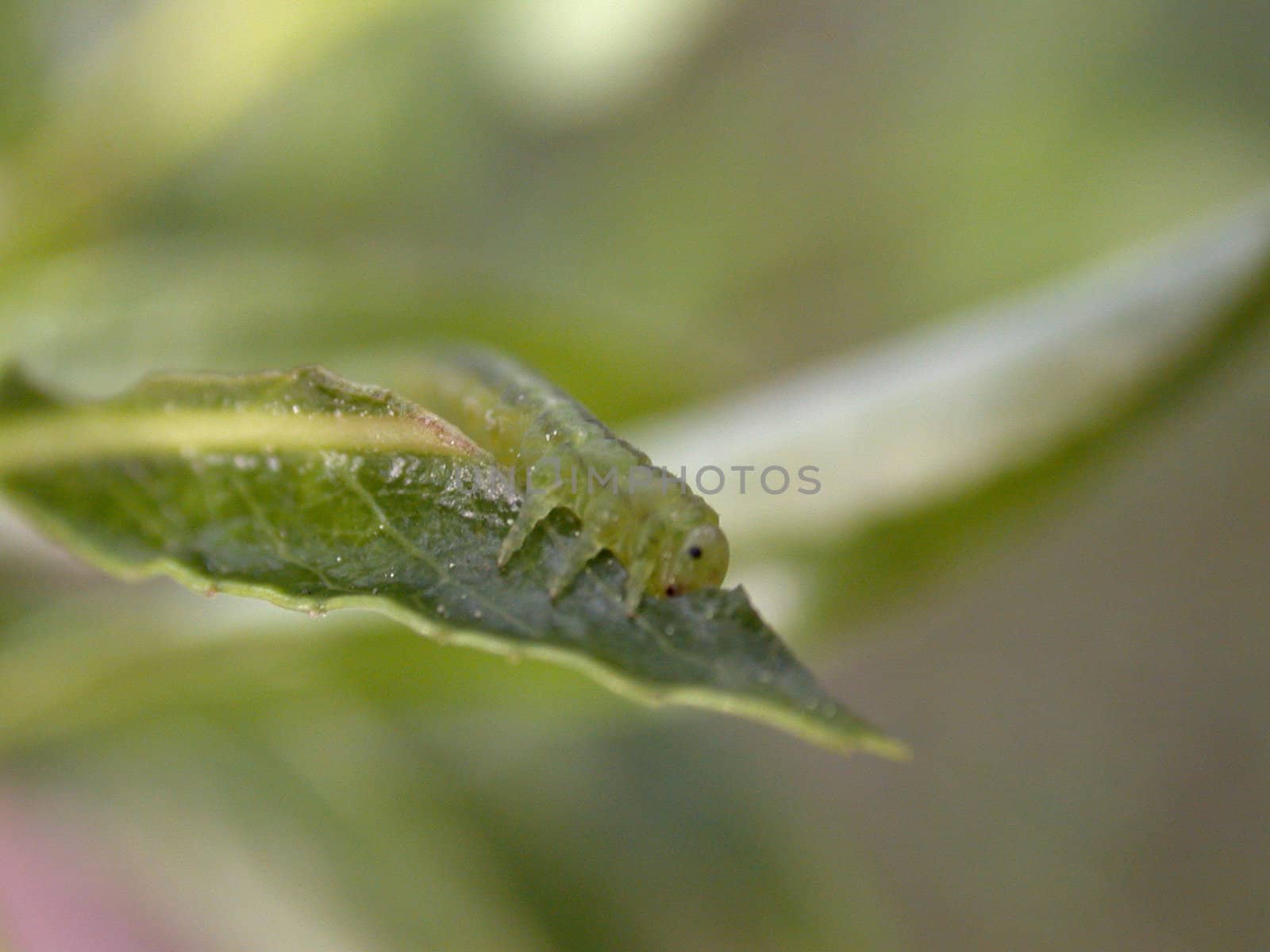 gren caterpillar on green leaf