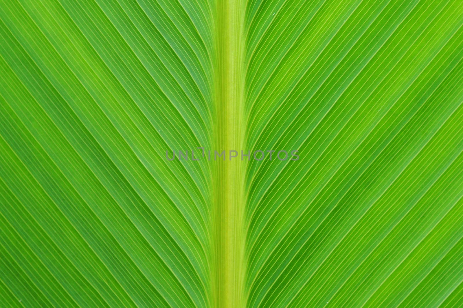 texture of a green leaf