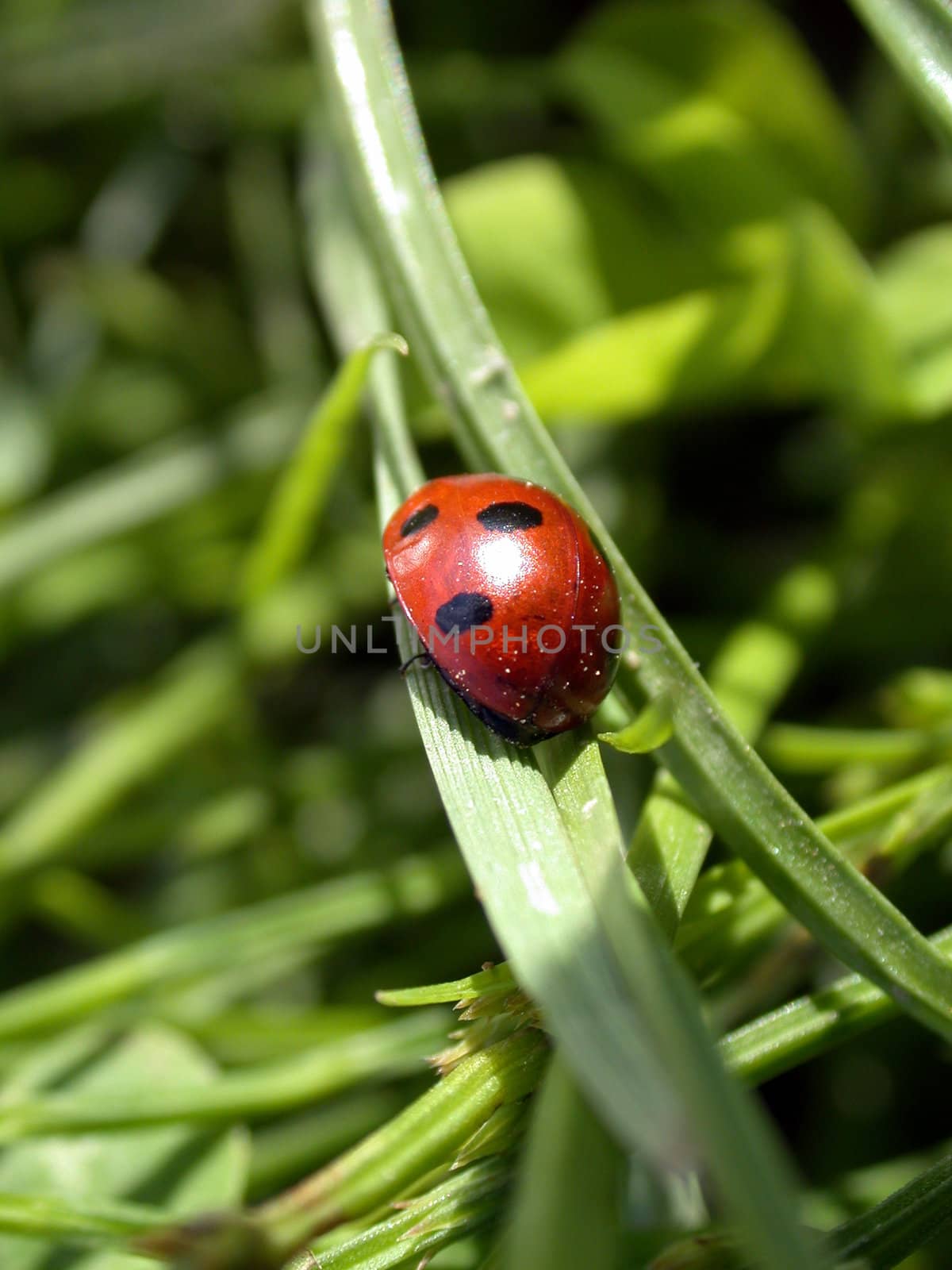The ladybug on the plant.