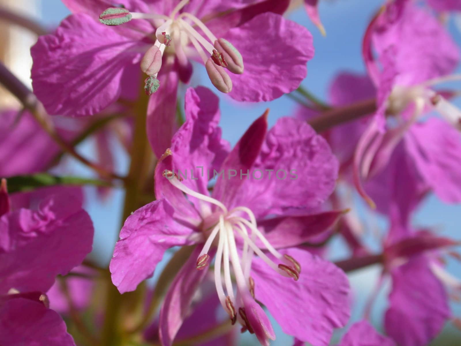 The rose-bay flowers, willow-herb, macro
