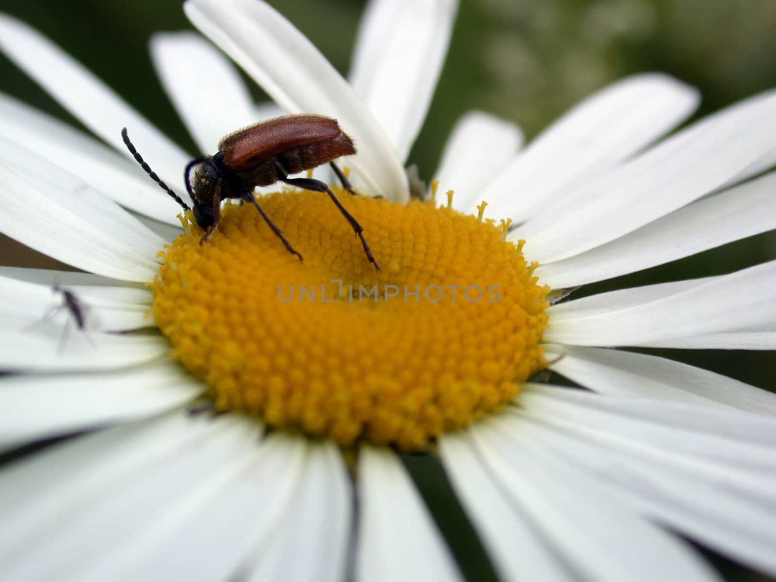bug on daisywheel by sav