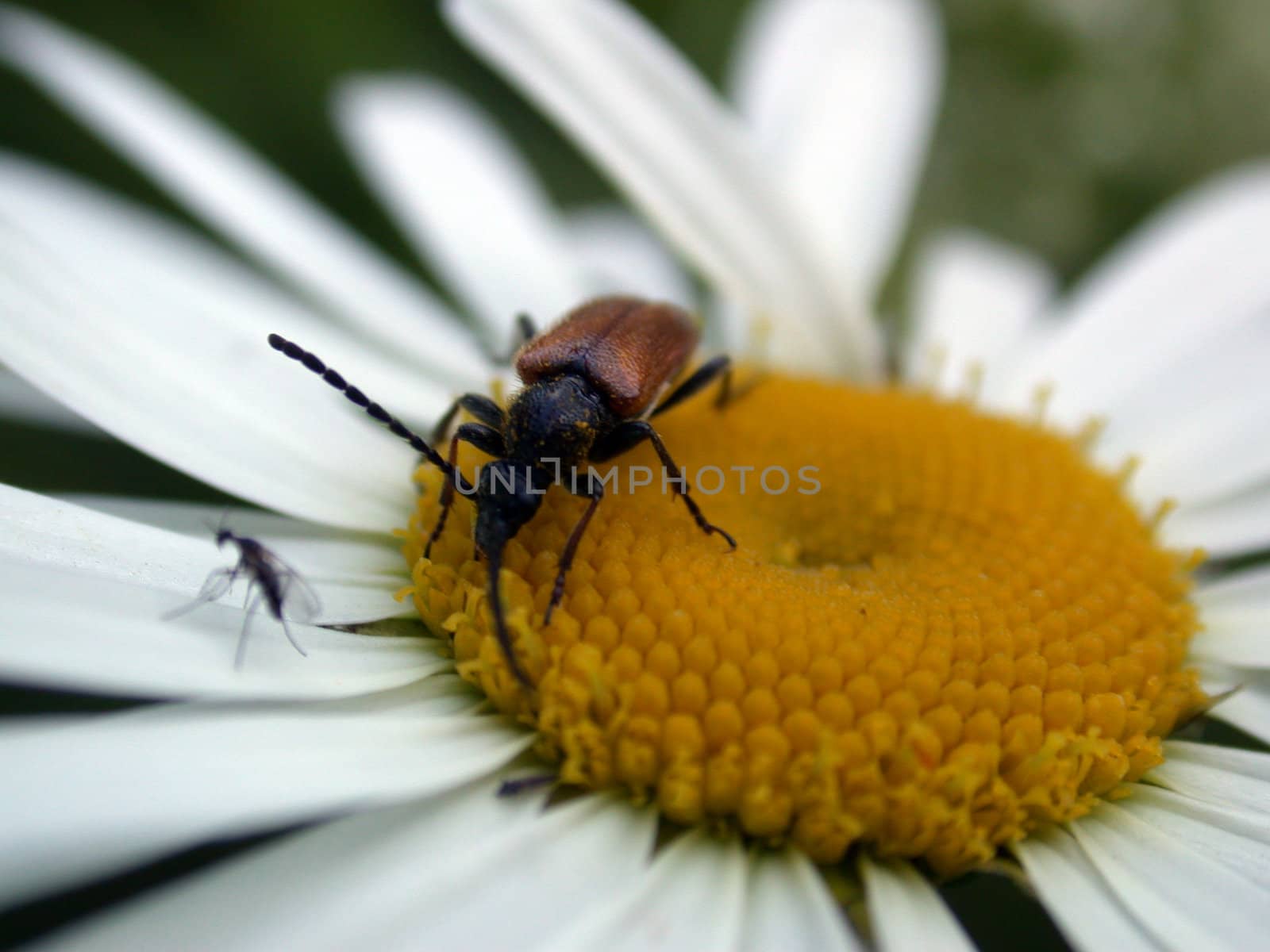 The bug on daisywheel, macro photo