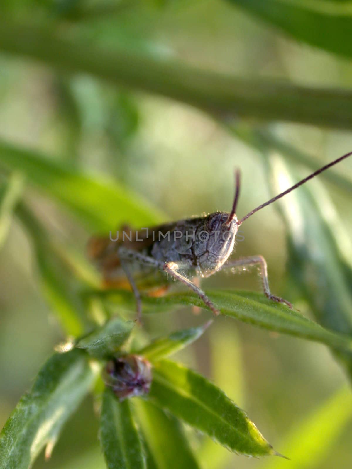 The grasshopper on the plant.