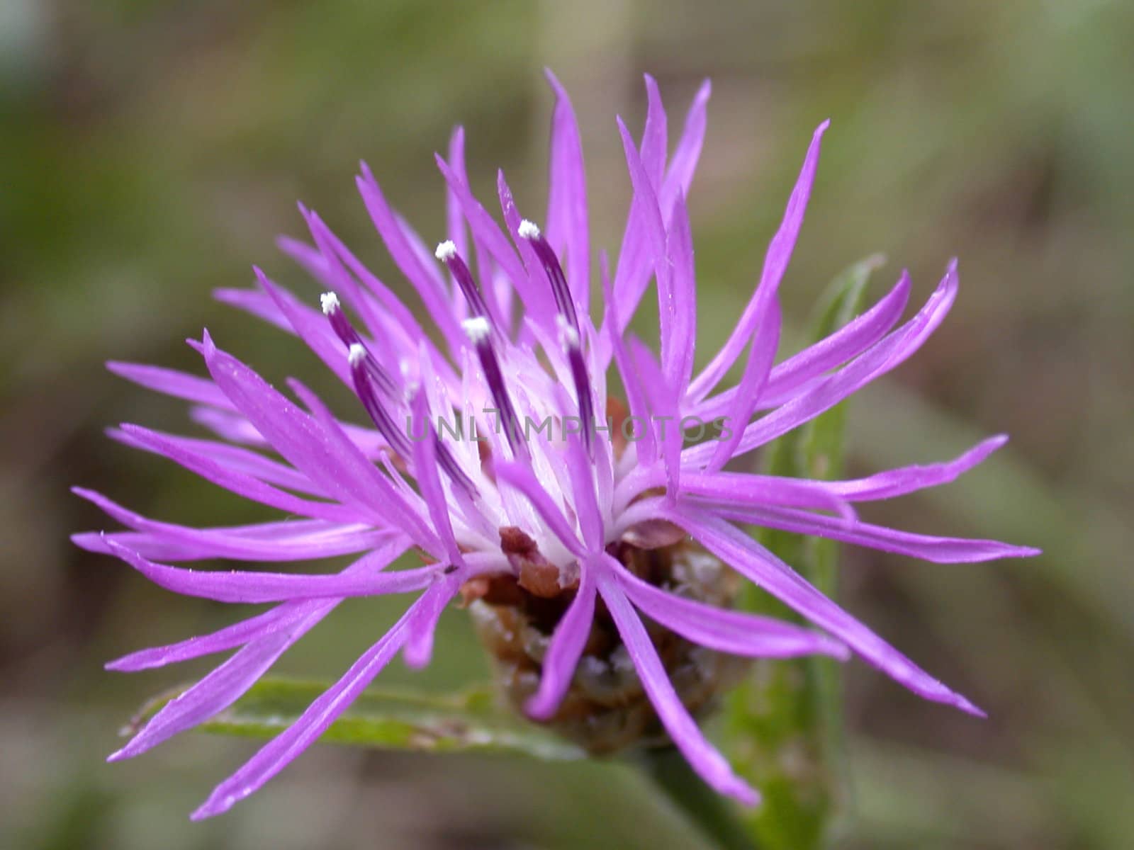 The violet flower,  bur, macro, flora