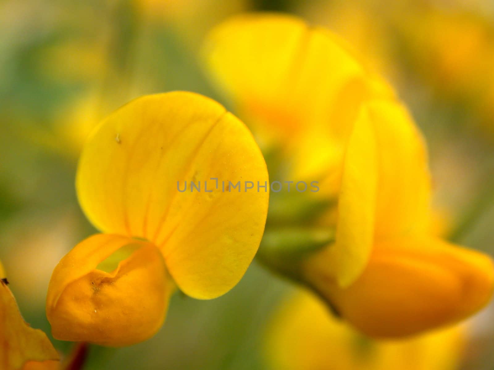 yellow flower by sav