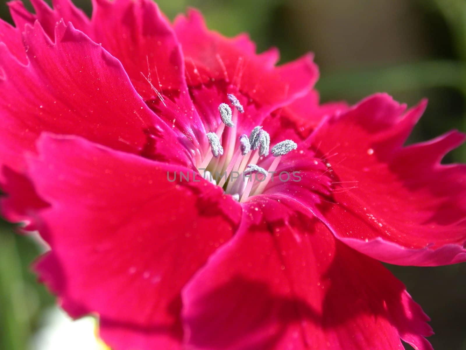 The red flower, macro, flora