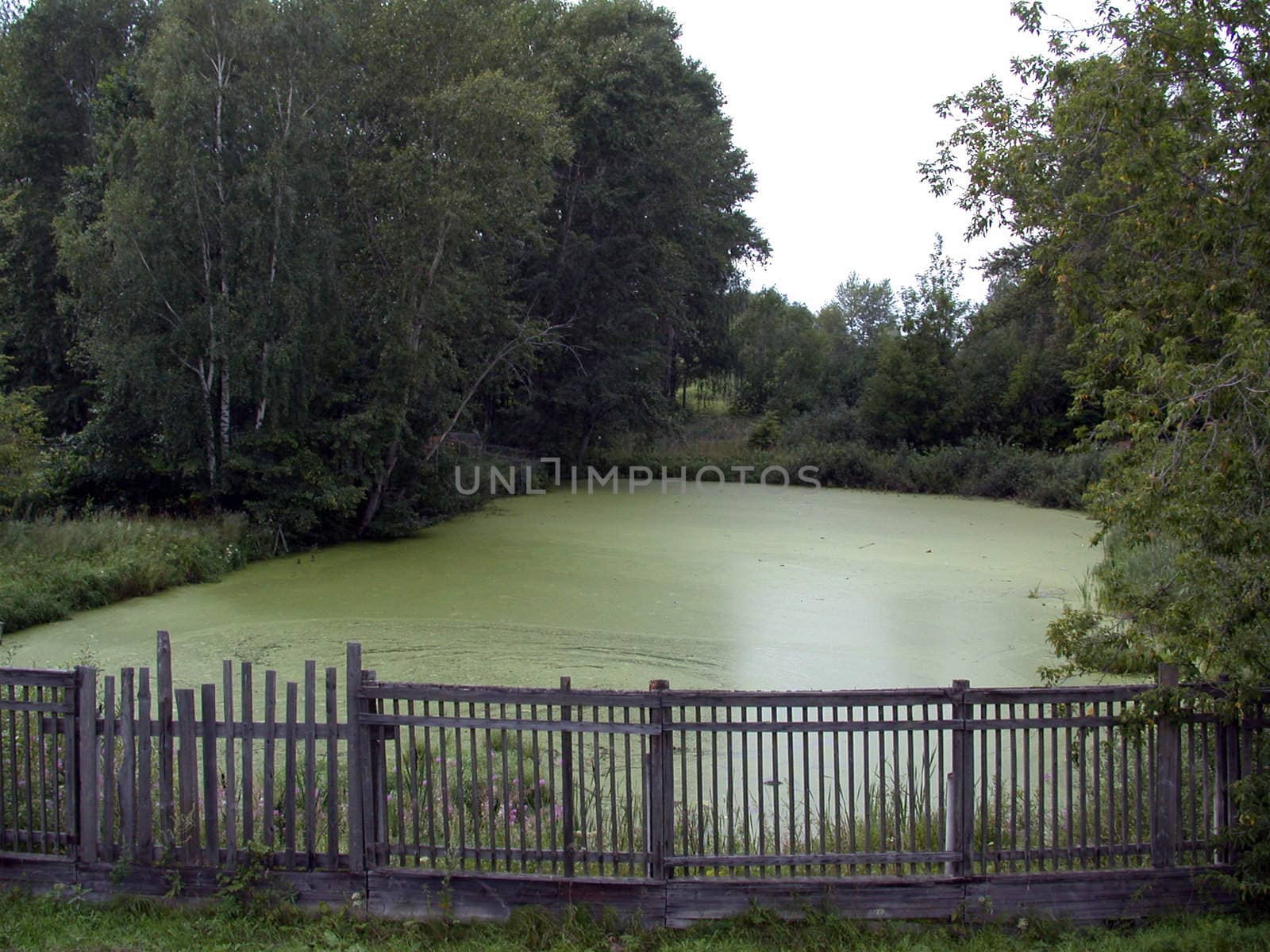 The abandoned pond. Nature. landscapes.
