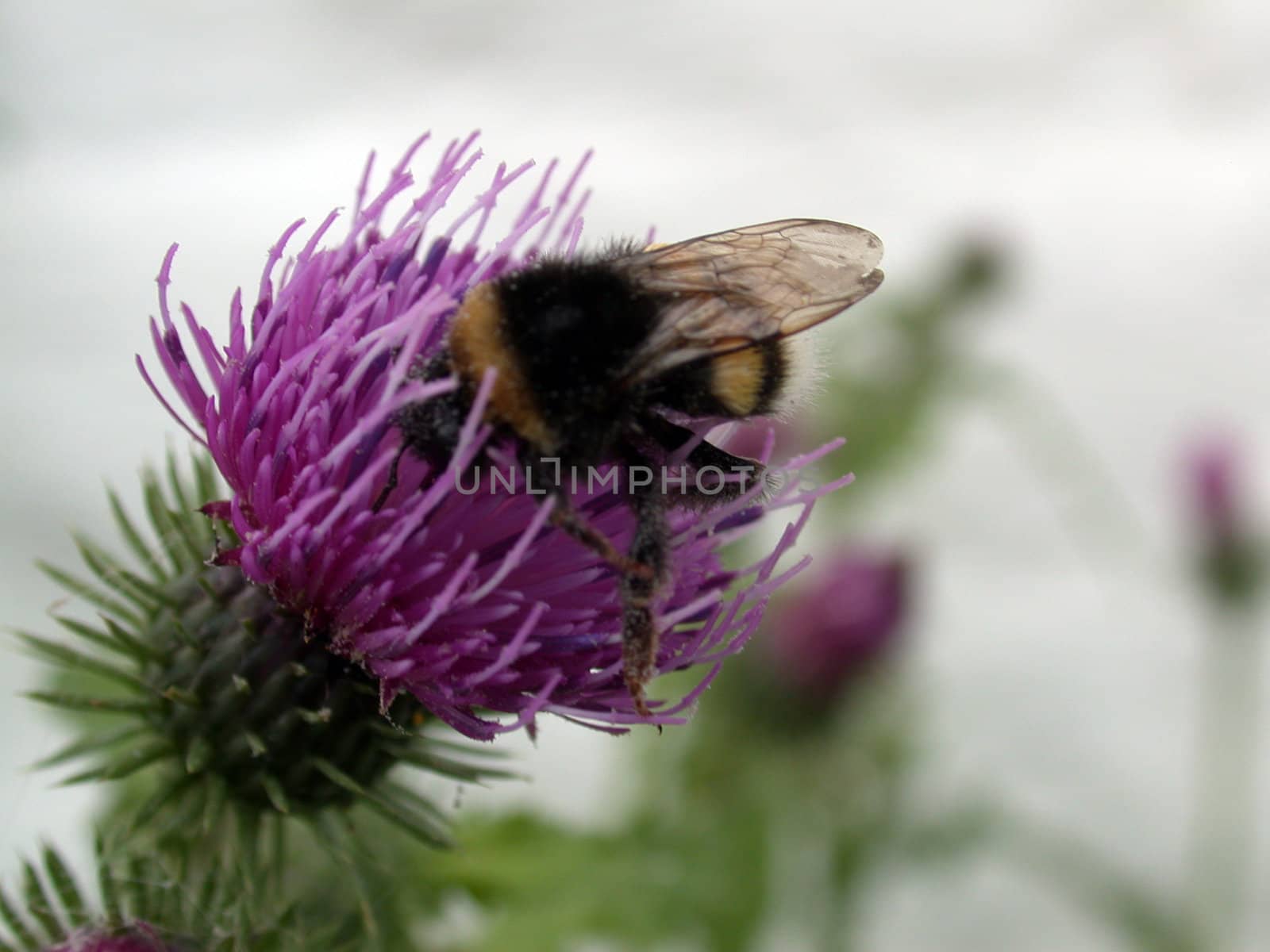 bee on the bur flower by sav