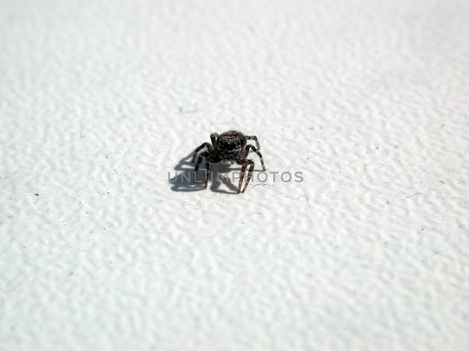 The insect, macro. spider on white