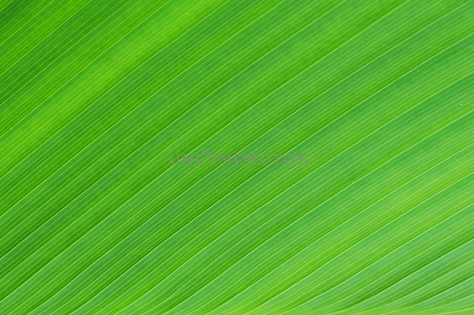 texture of a green leaf