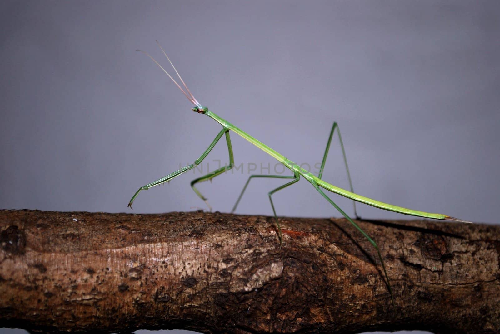 preying mantis walking on a stick