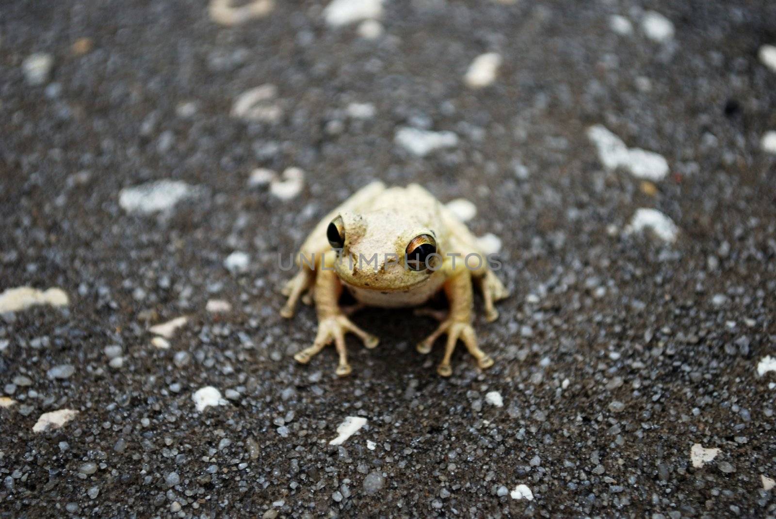 cute marble eyes of a frog