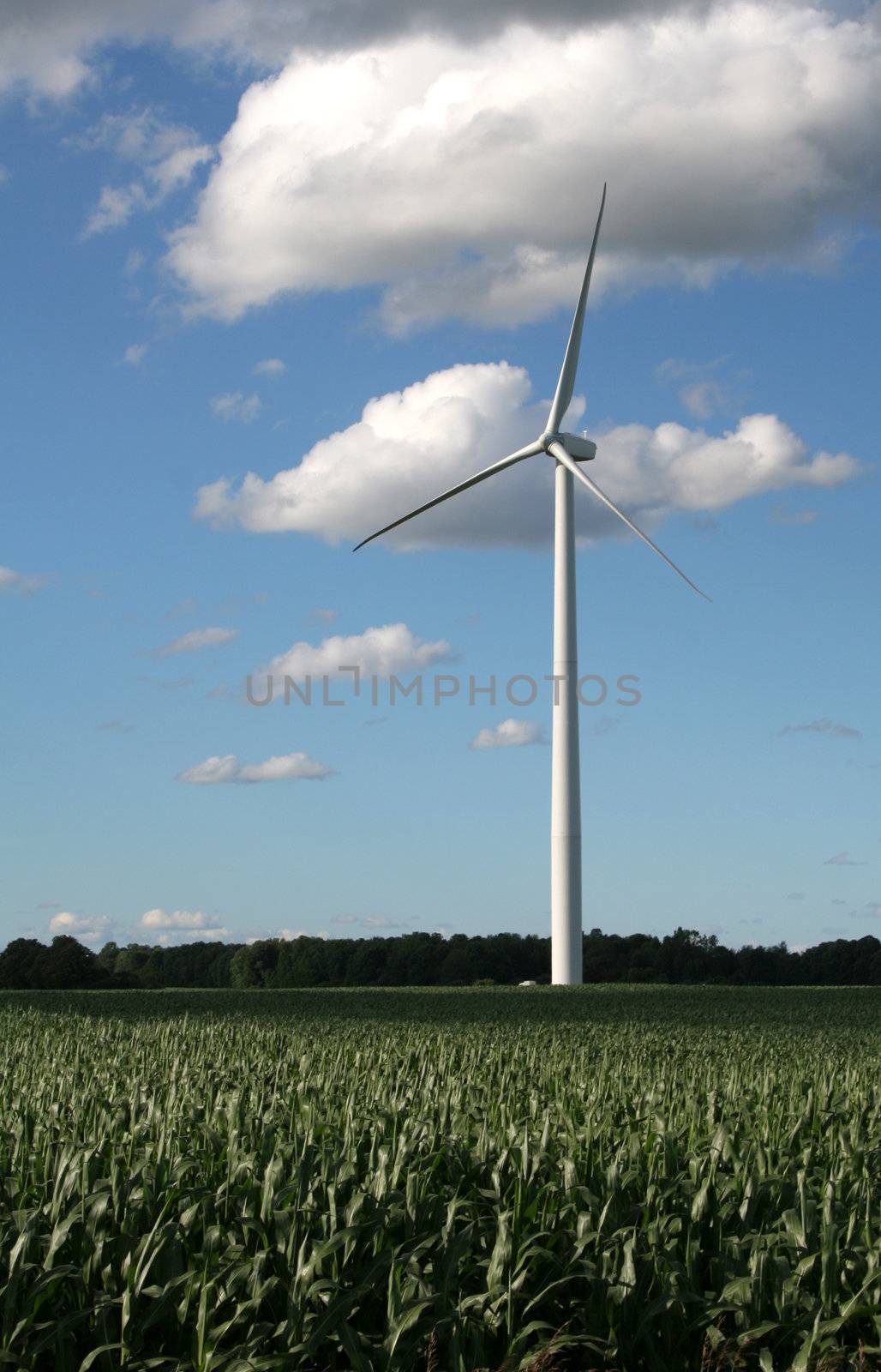 A wind power generator in a corn field shot against a blue sky.
