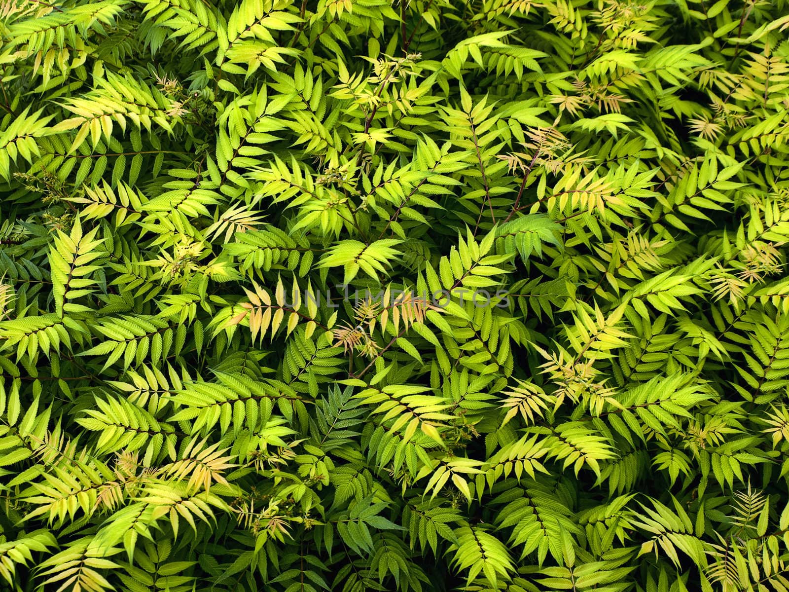 Green Foliage Background by watamyr