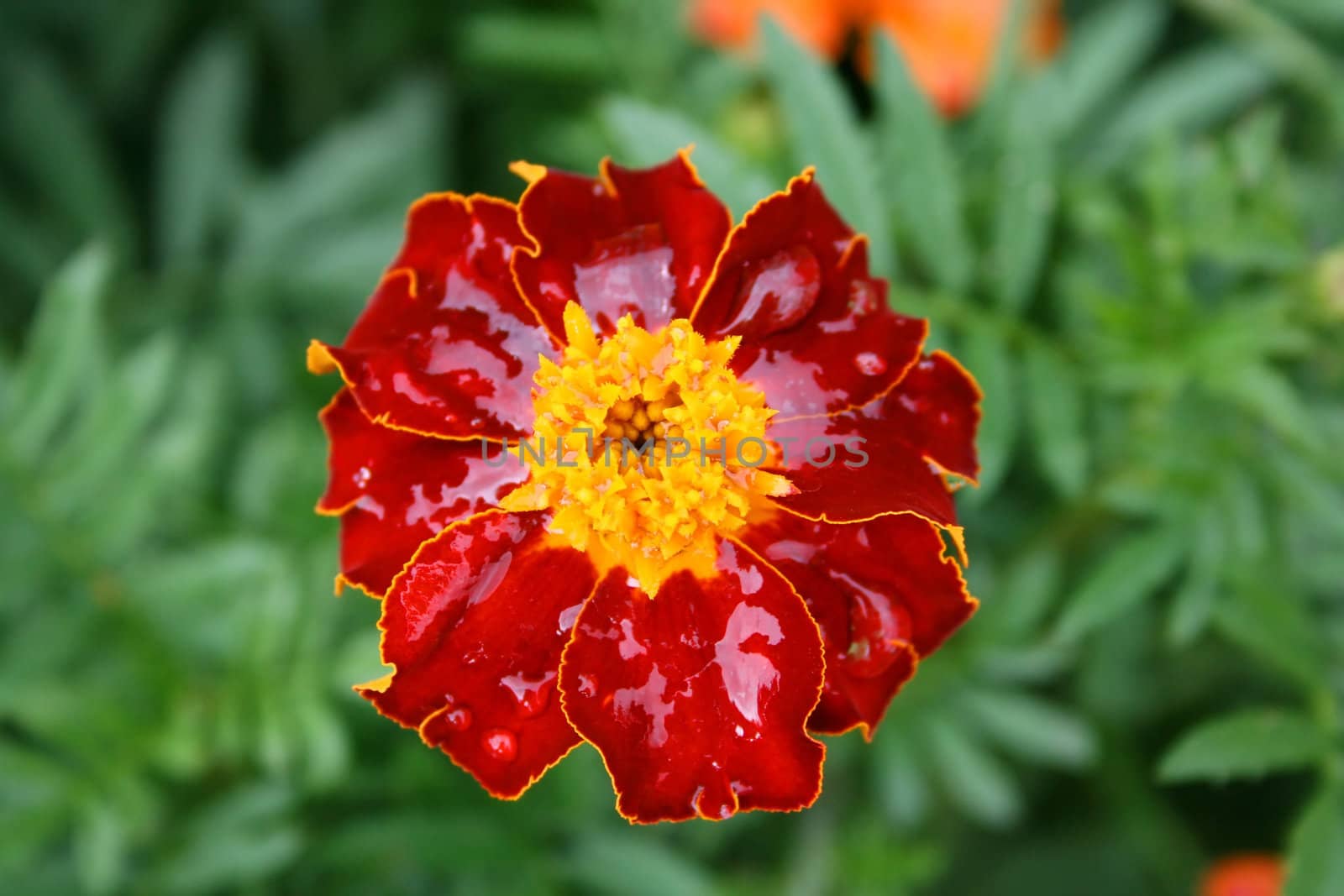 this image shows a macro from marigold with water reflection