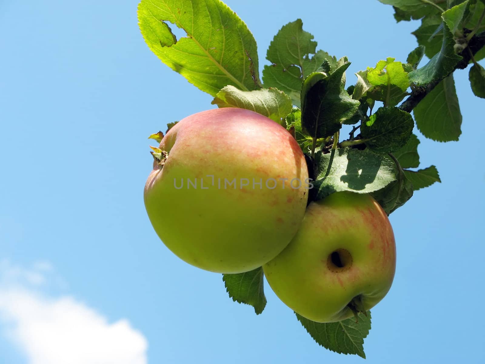 this image shows two apples with sky