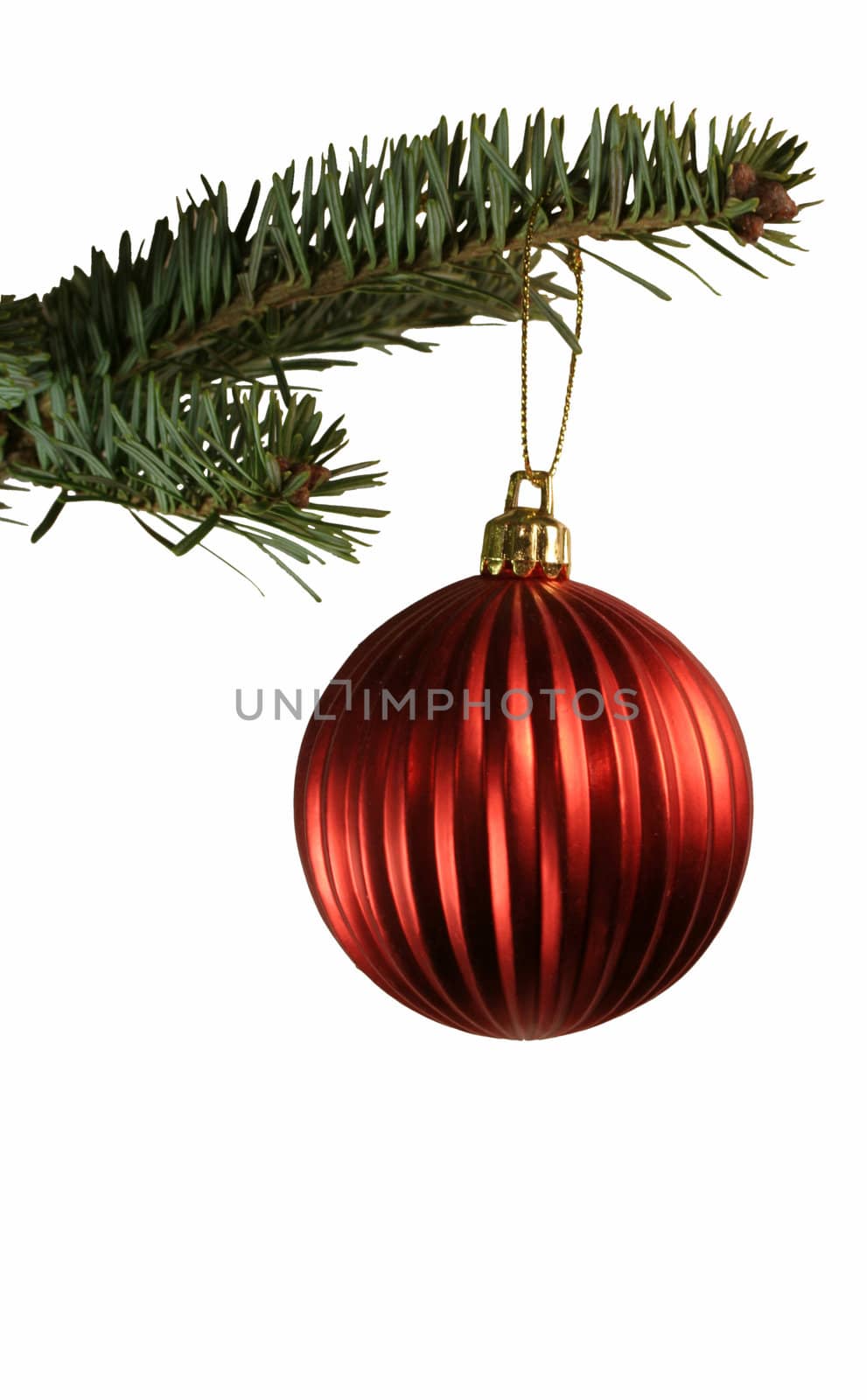 An isolated red christmas ball ornament hanging from a spruce branch.
