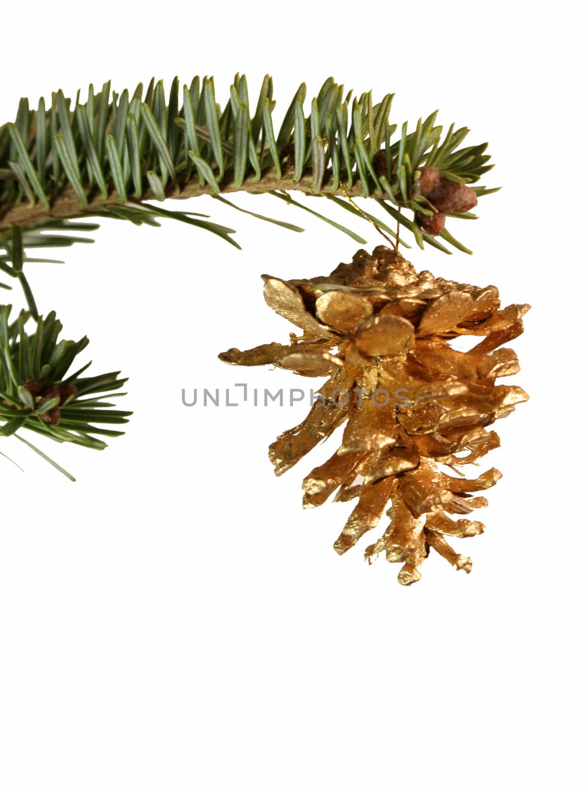 An isolated golden pine cone Christmas ornament hanging from a spruce branch.
