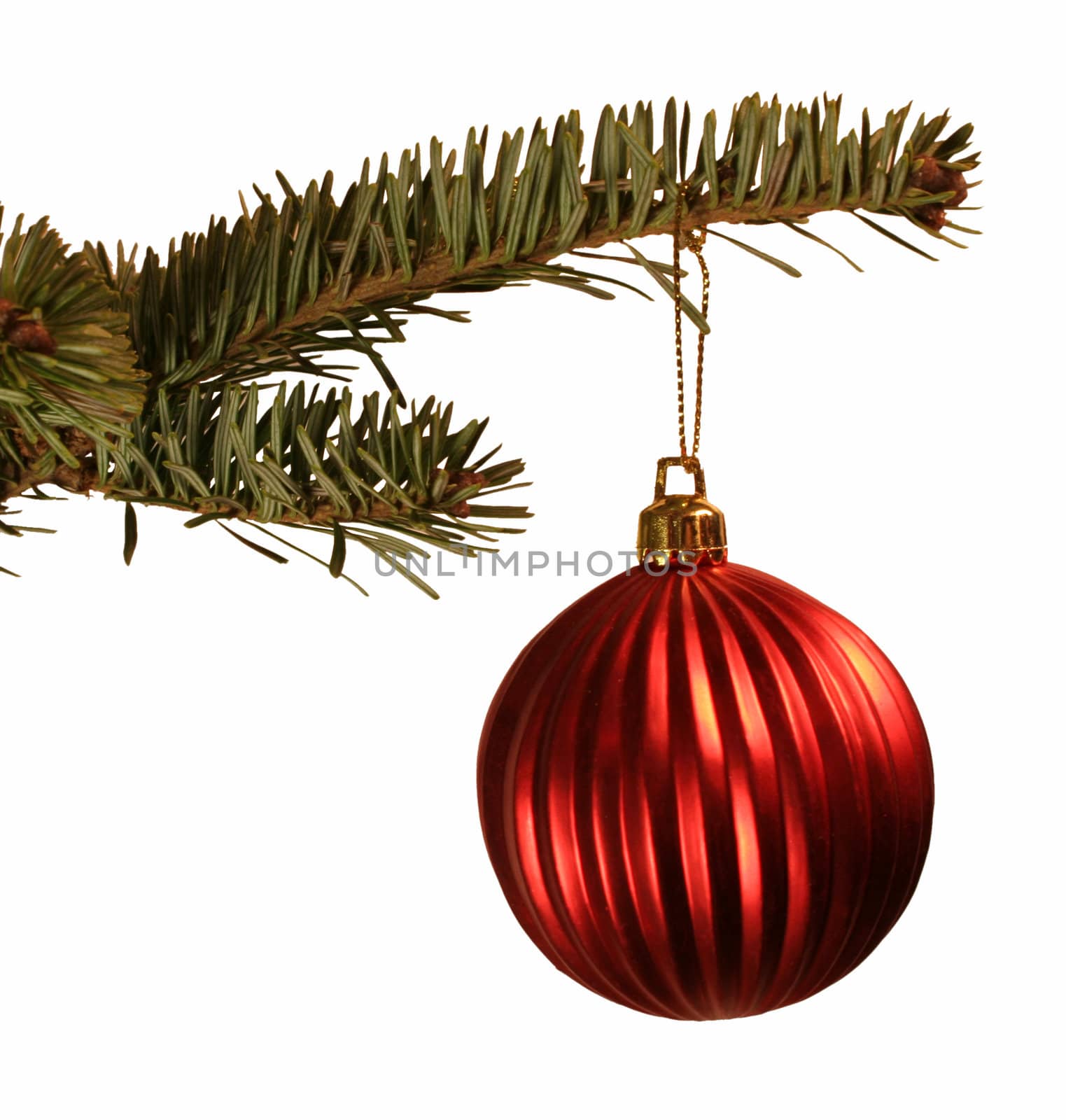 An isolated red christmas ball ornament hanging from a spruce branch.