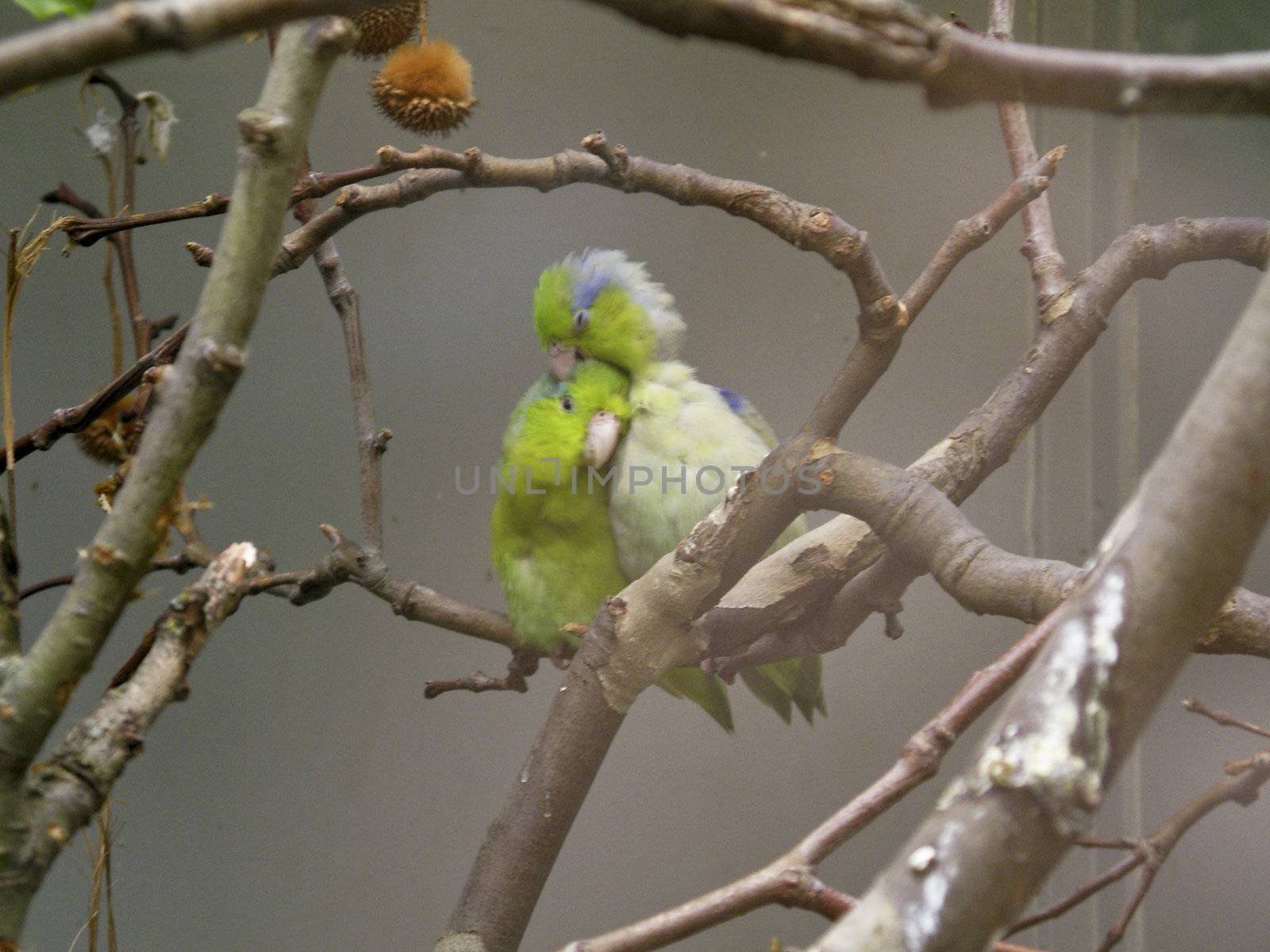 two Budgies cuddling each other on a branch