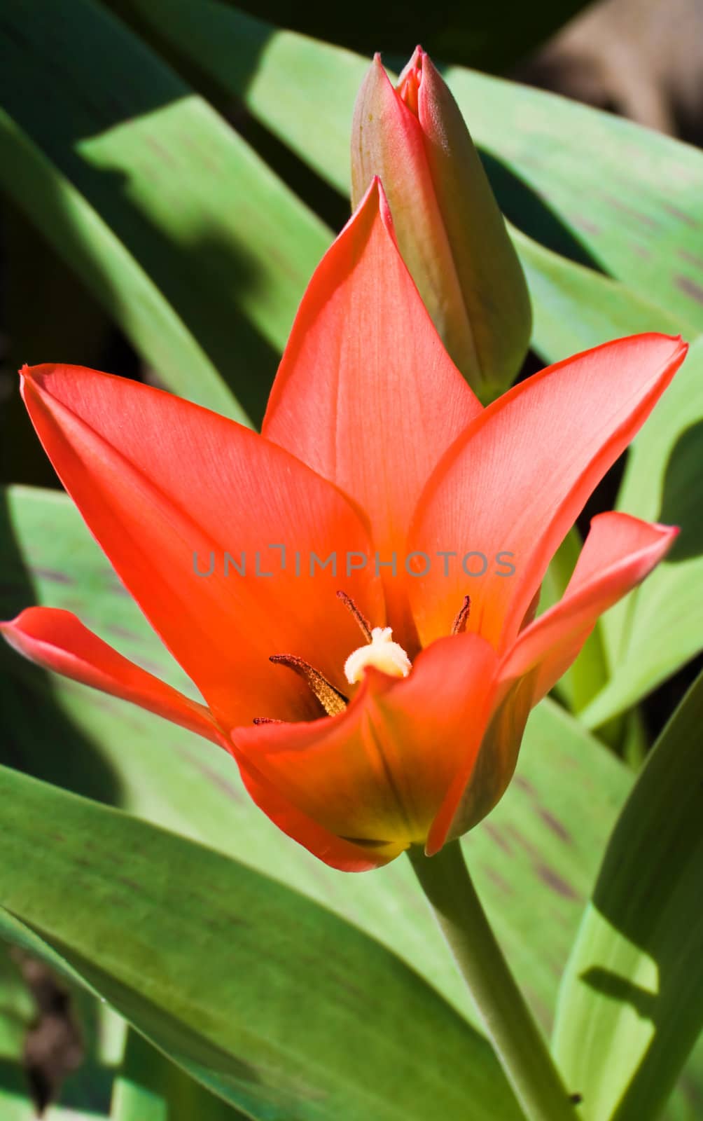 This image shows a red tulip