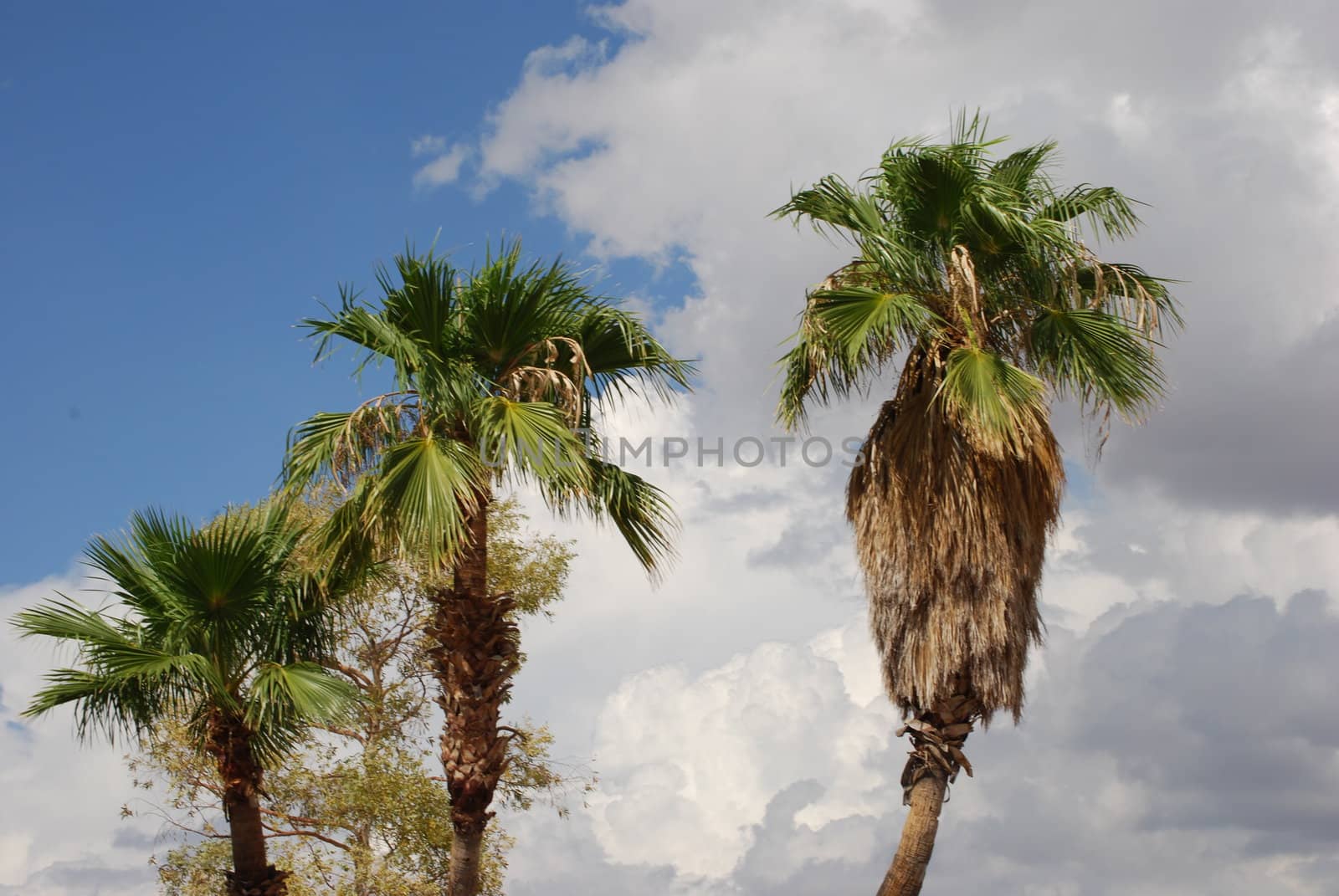 Three palm trees on a sunny day, against a blue sky and fluffy white clouds.