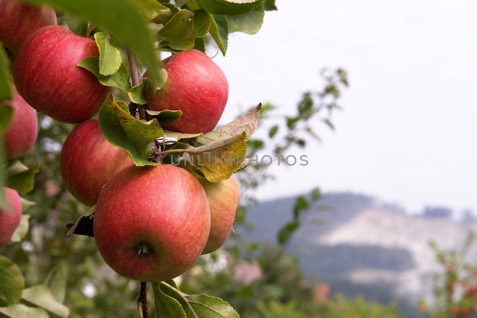 red ripe apples
