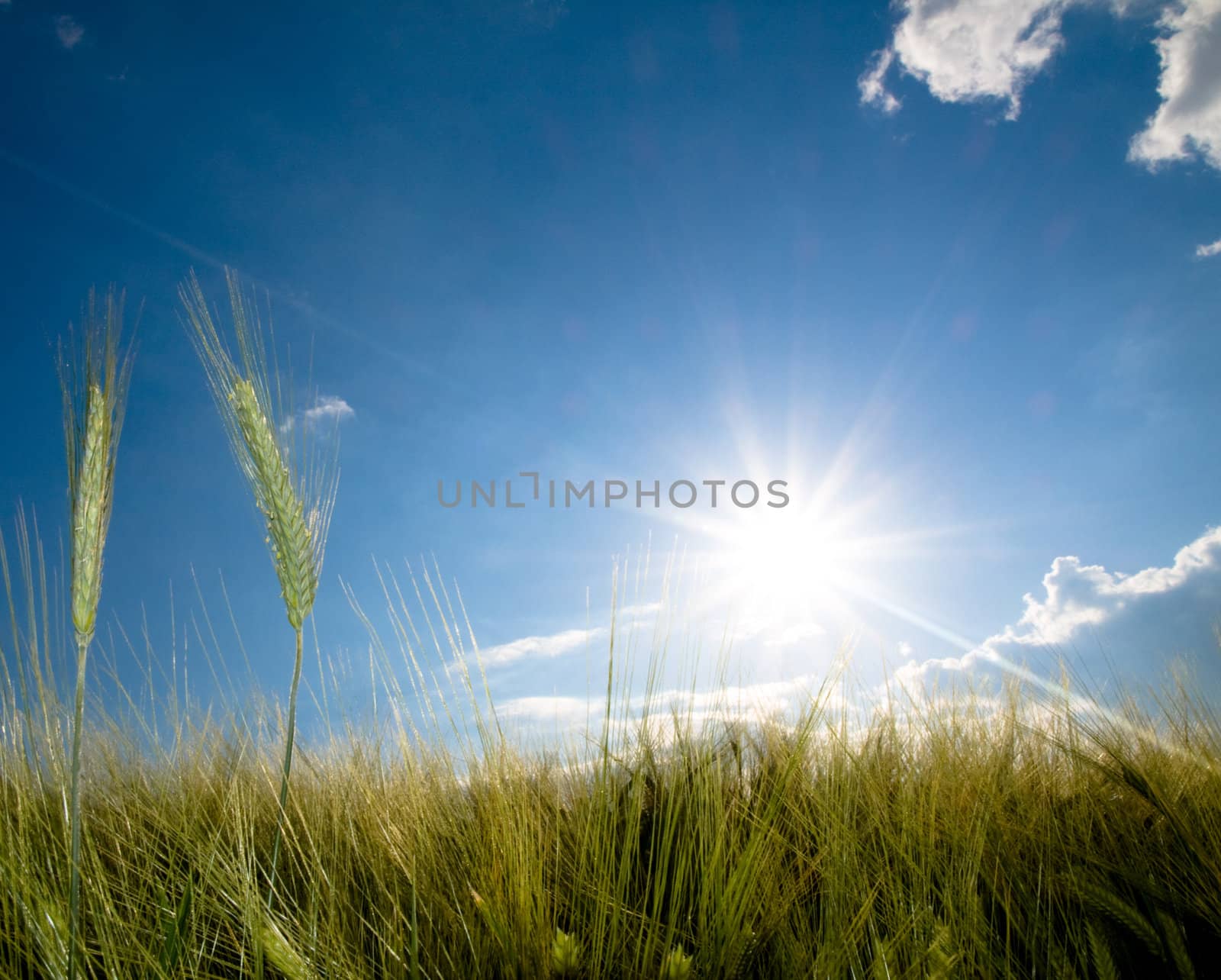 Green wheat field at spring under the sun