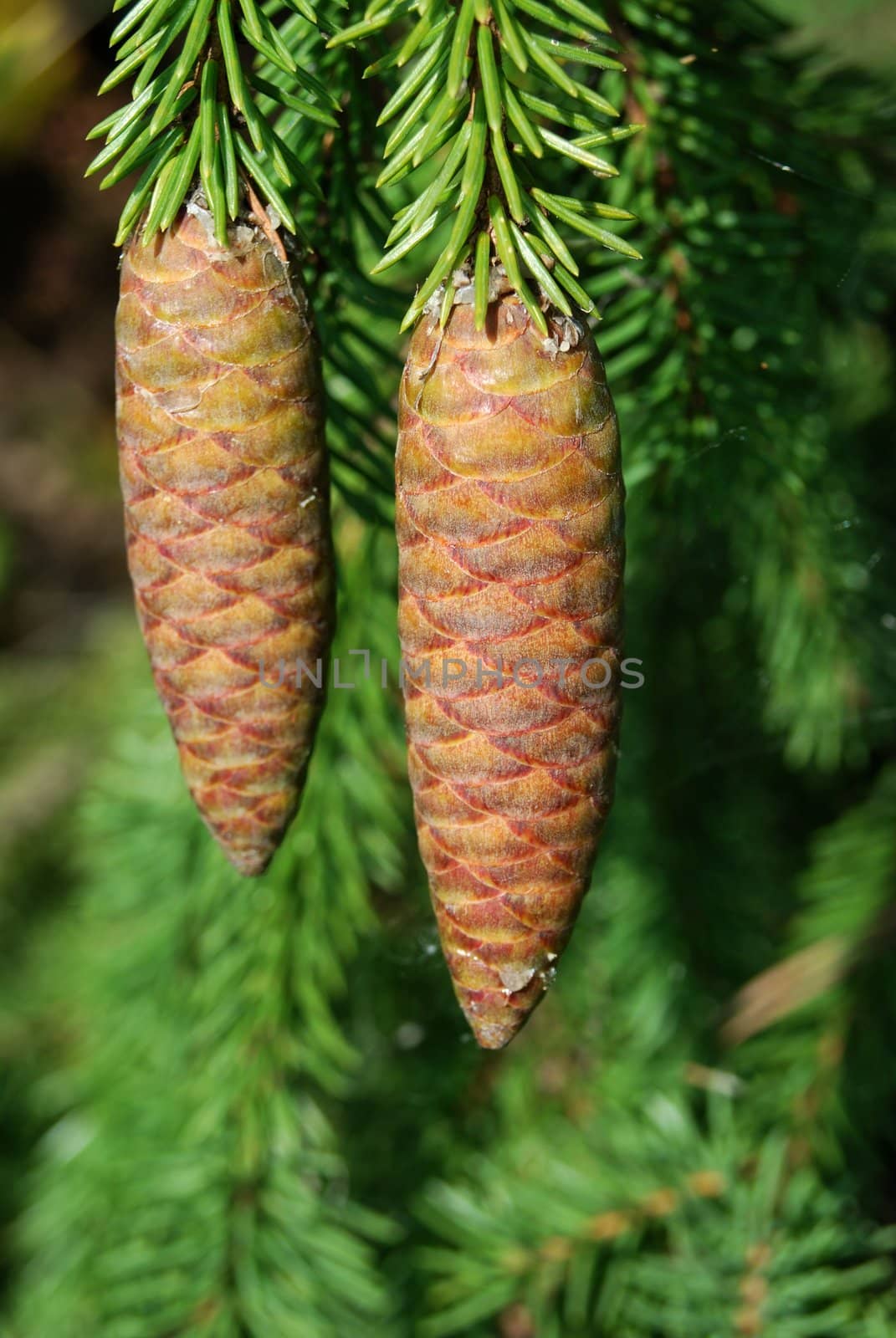 large fir tree cones in front of green needles