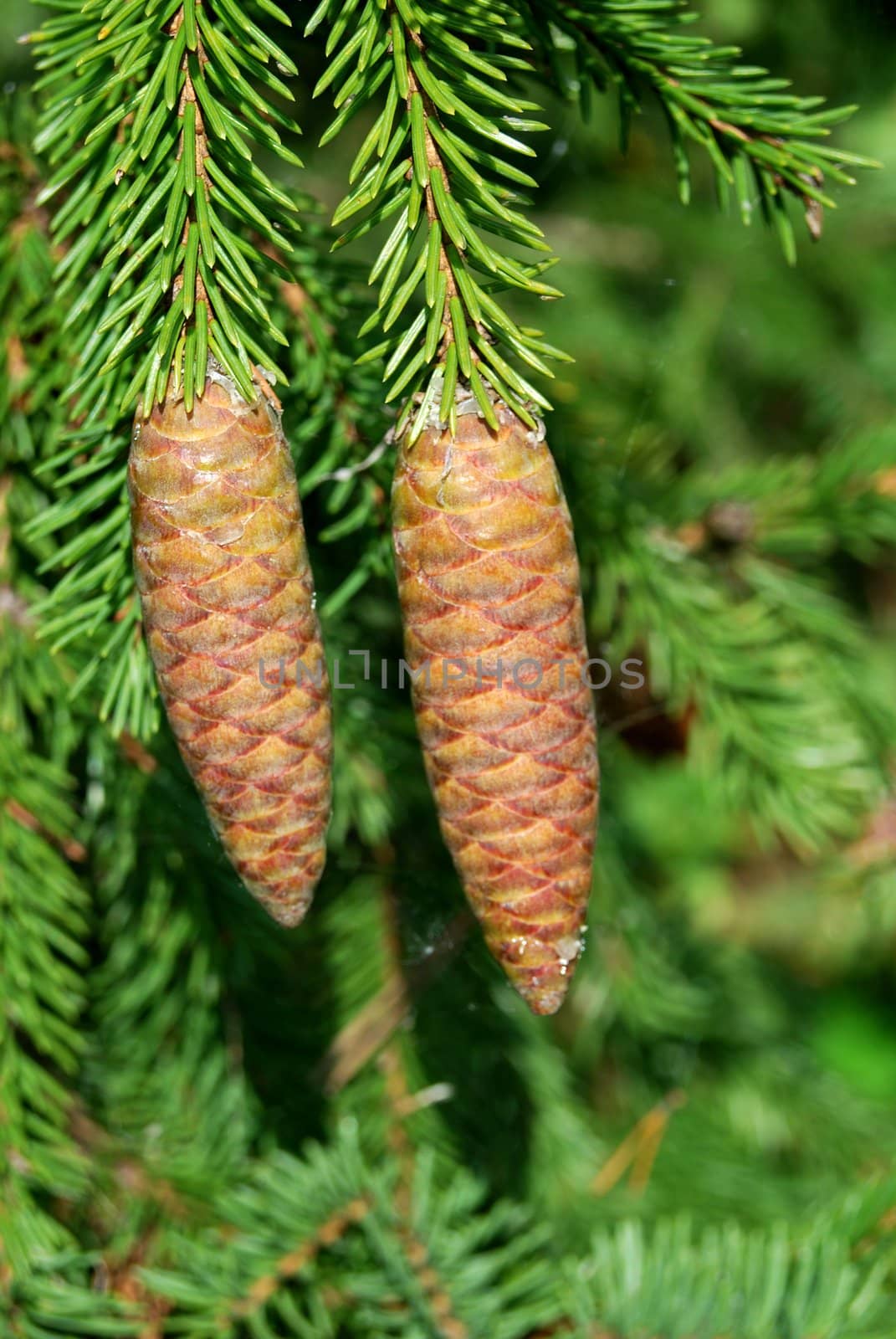 large fir tree cones in front of green needles