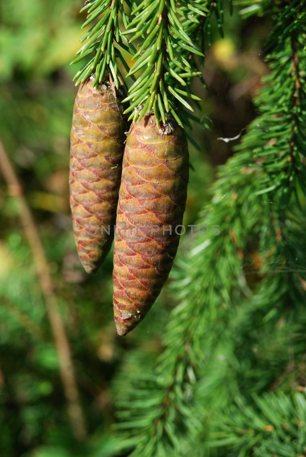 large fir tree cones in front of green needles