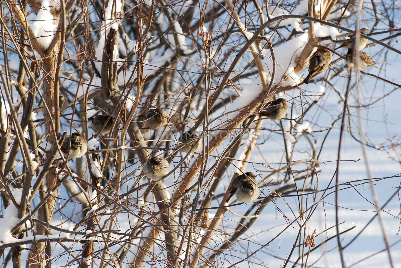 sparrows in winter by prizzz