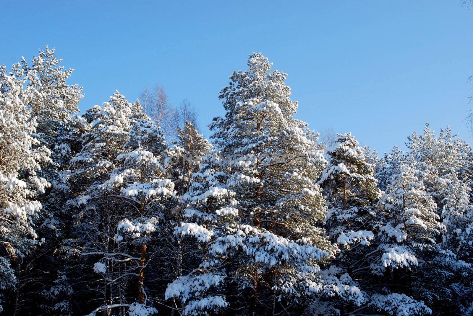 trees at sunny winter day after the heavy snowfall