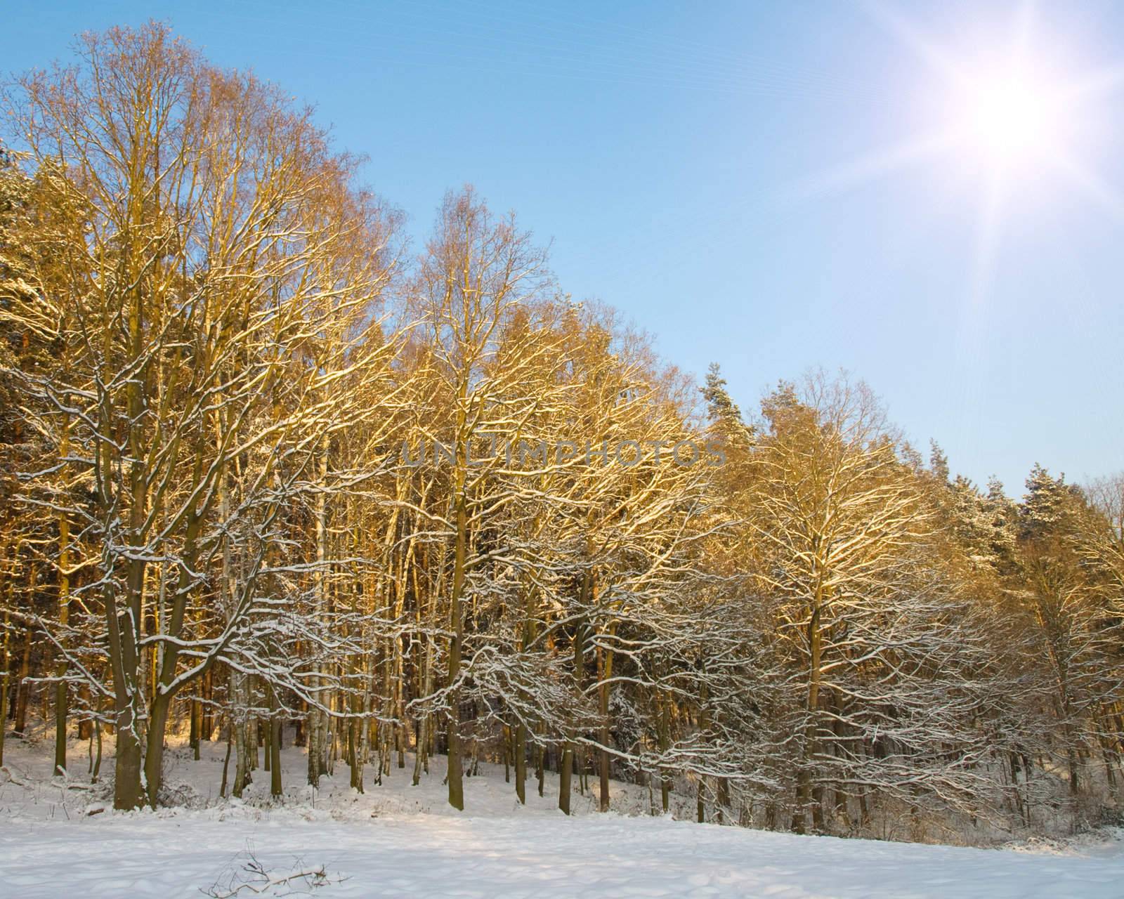Winter landscape   by motorolka