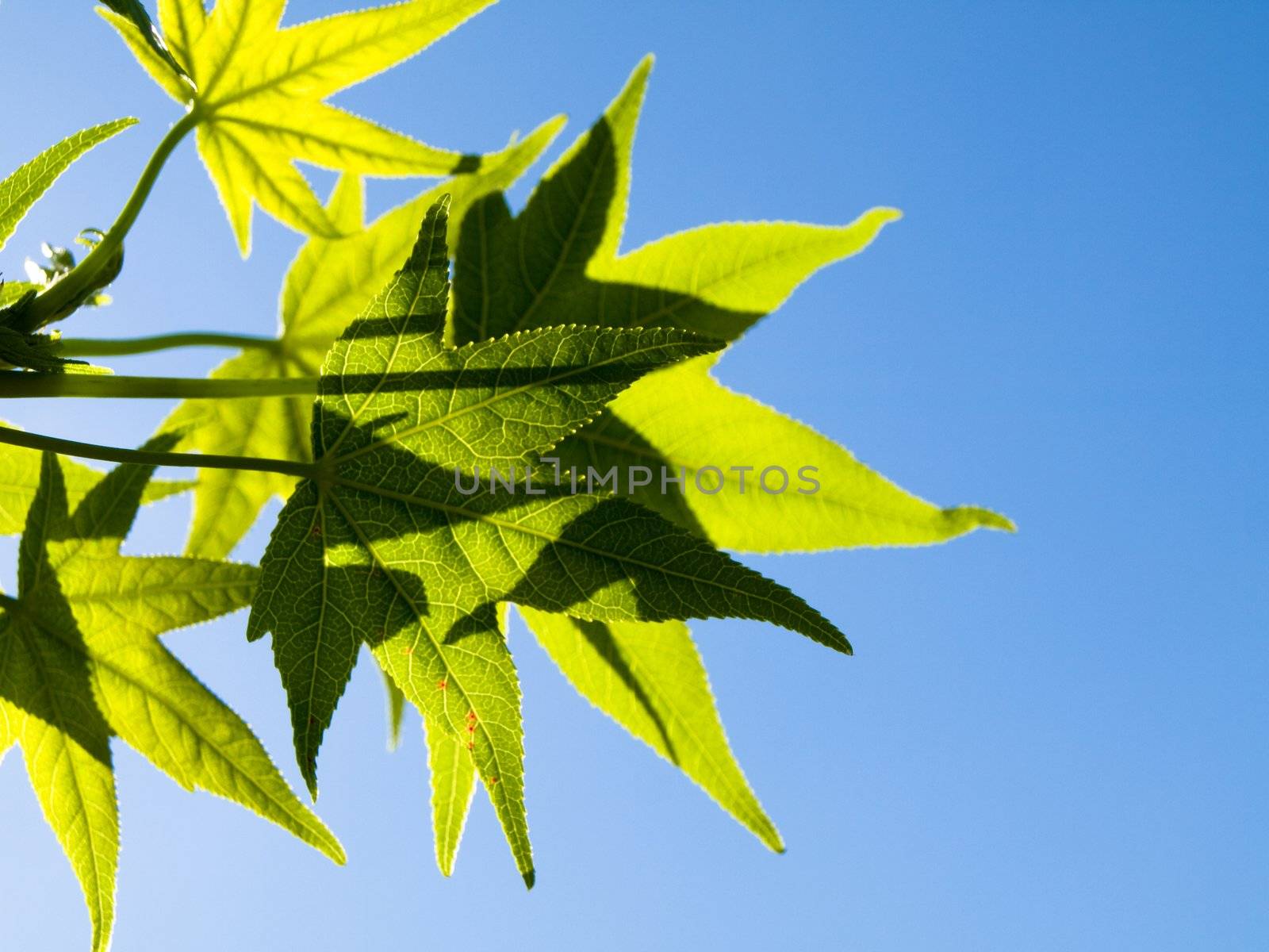 Liquidambar green leaves at spring backlighted with blue sky