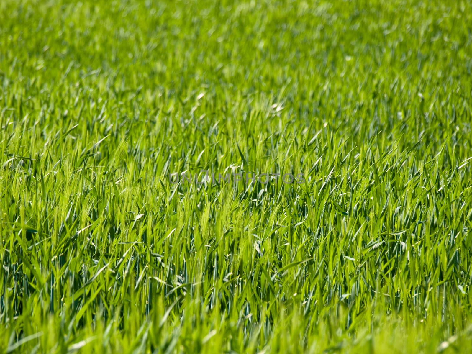 Close up shot of a green wheat field at spring 