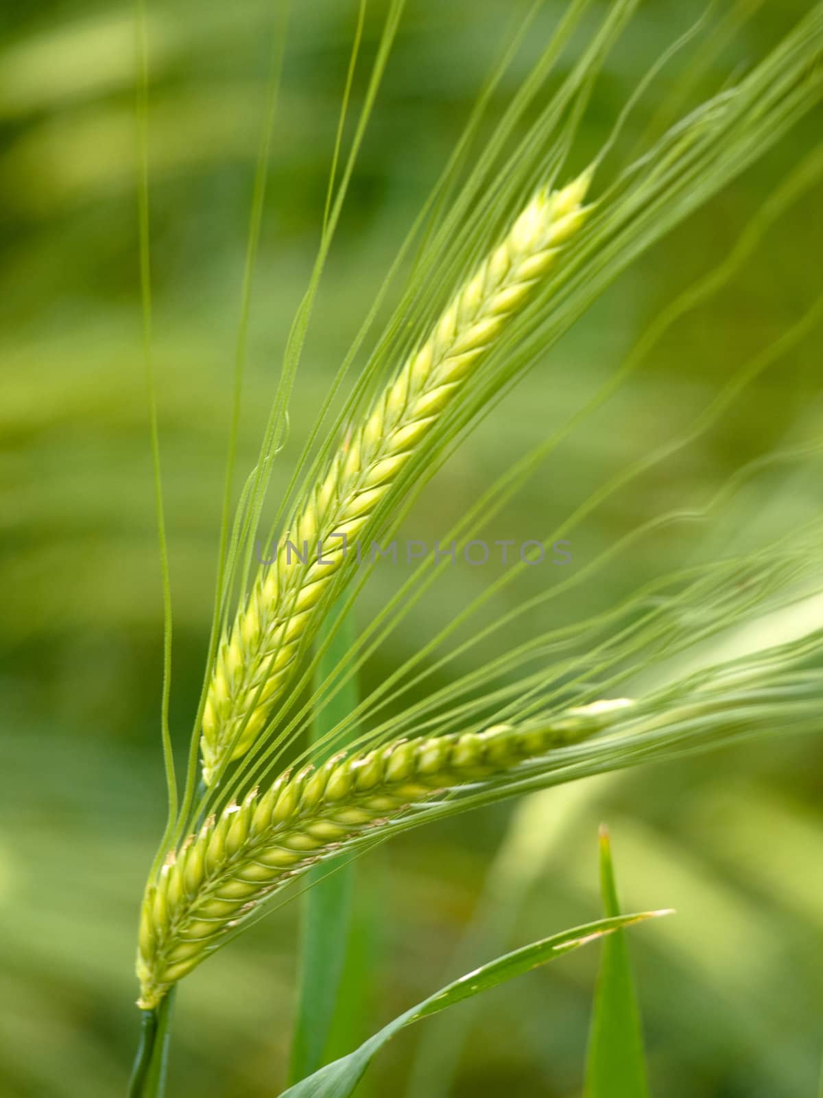 Green wheat close up at spring with shallow depth of field
