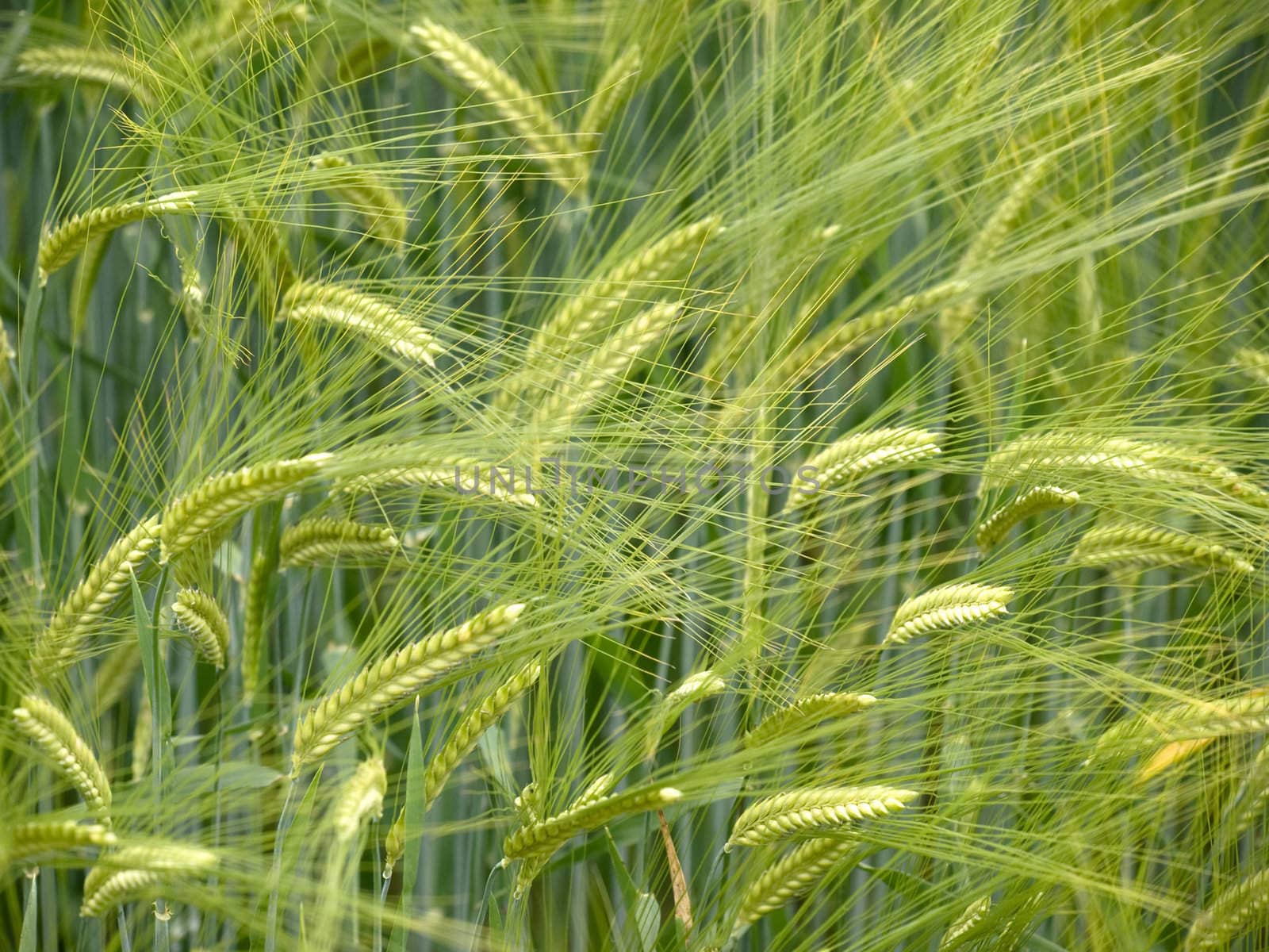 Close up shot of a green wheat field at spring 