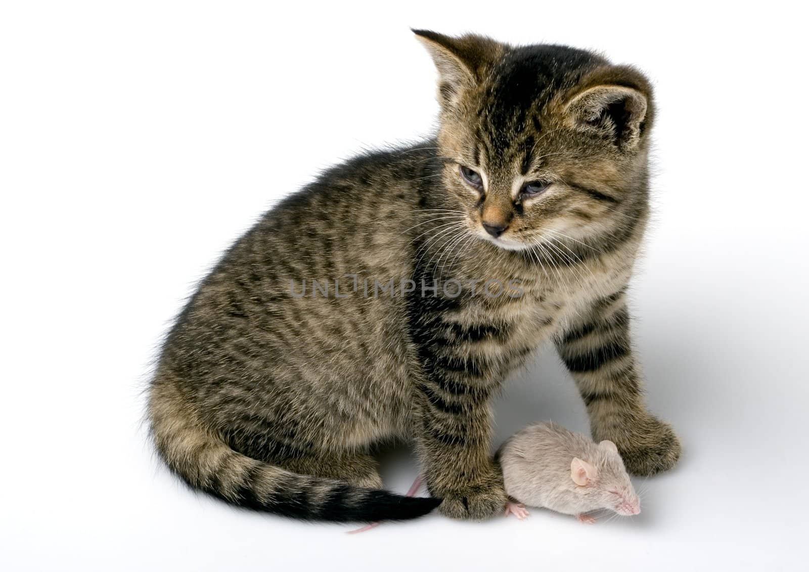 Child cat and grey mouse on white background