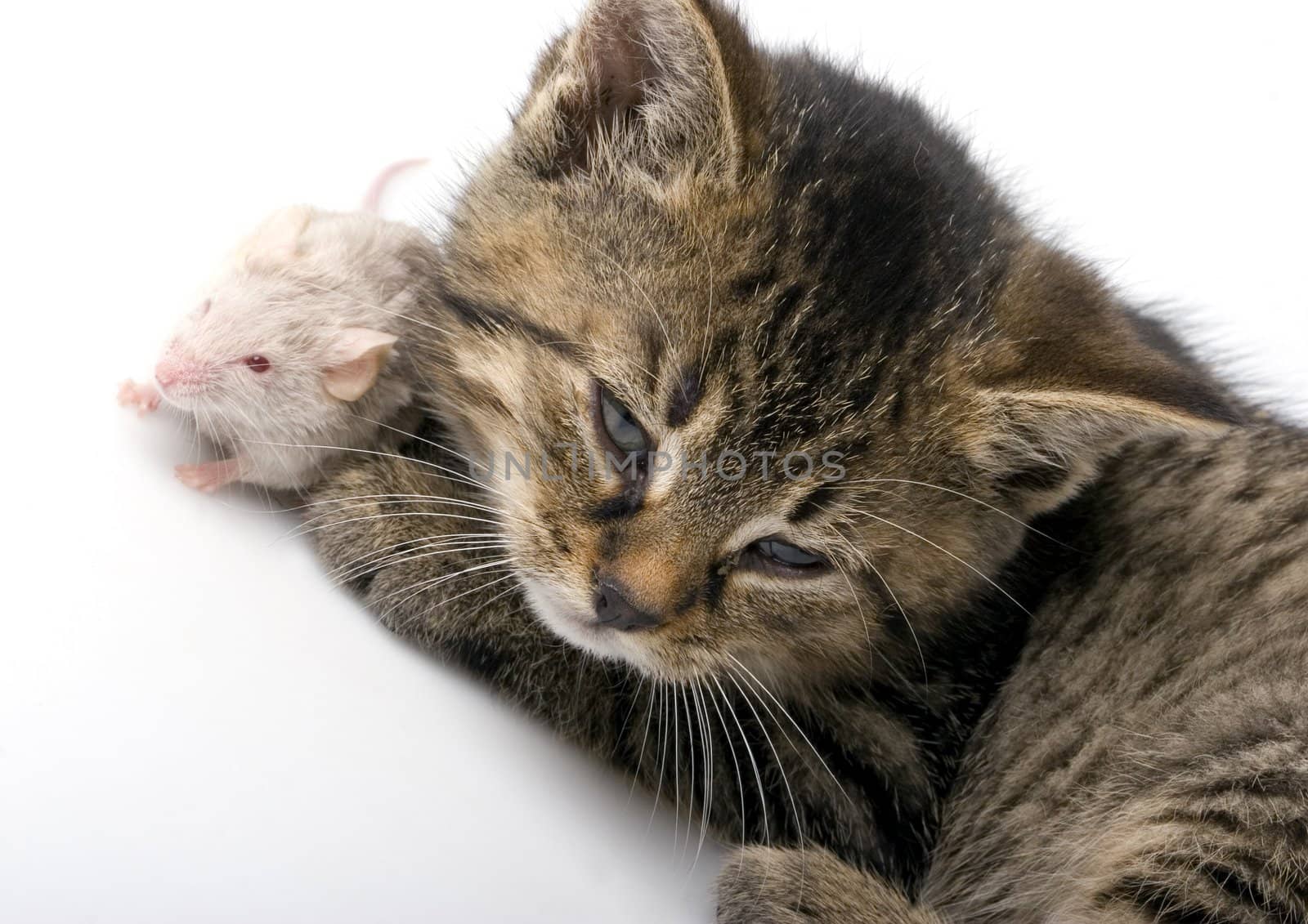 Child cat and grey mouse on white background