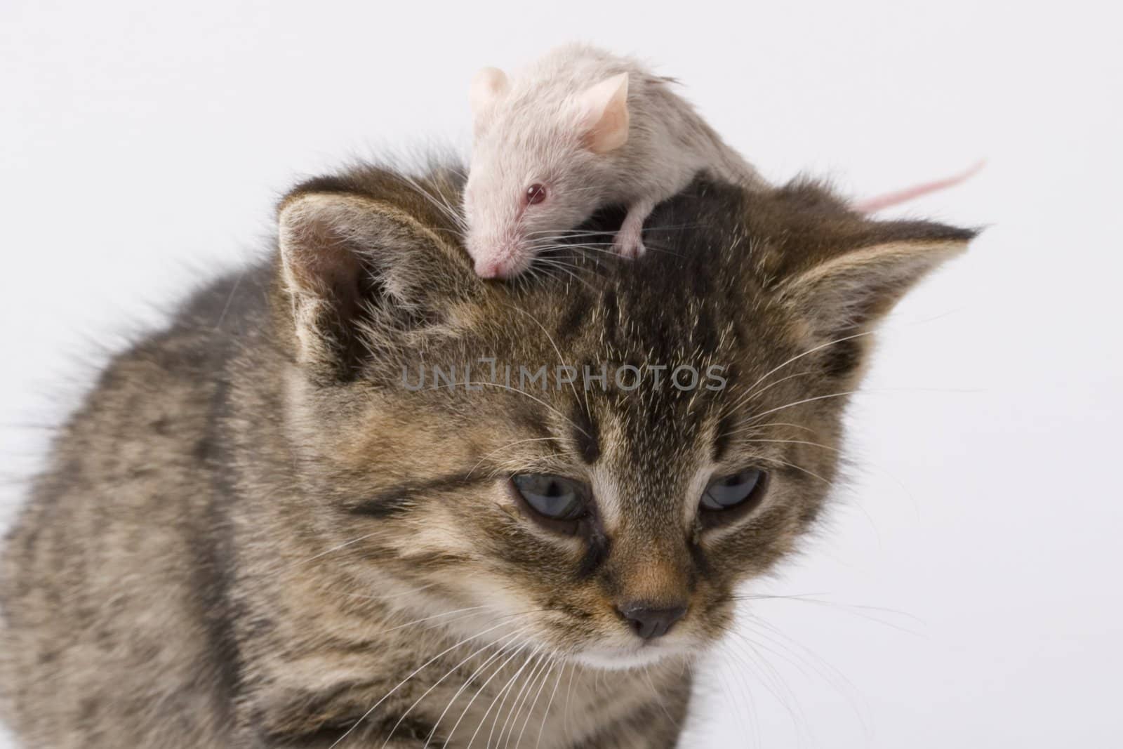 Child cat and grey mouse on white background