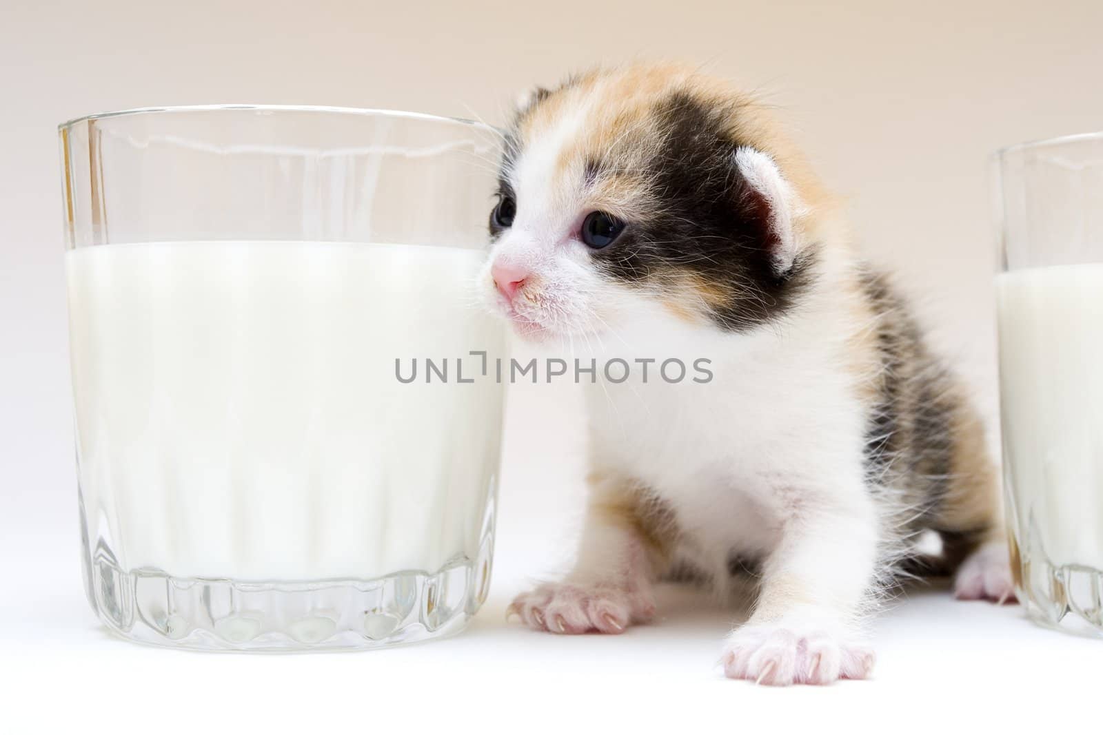 Cute child cat sitting on white background
