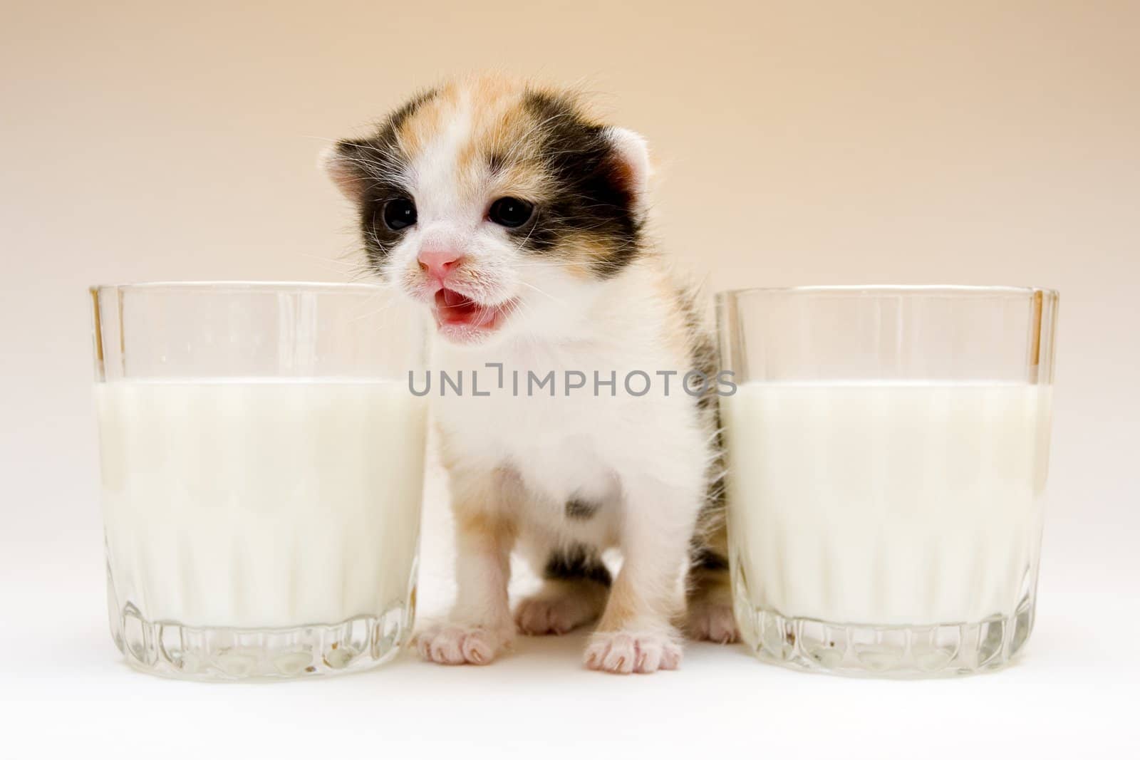 Cute child cat sitting on white background
