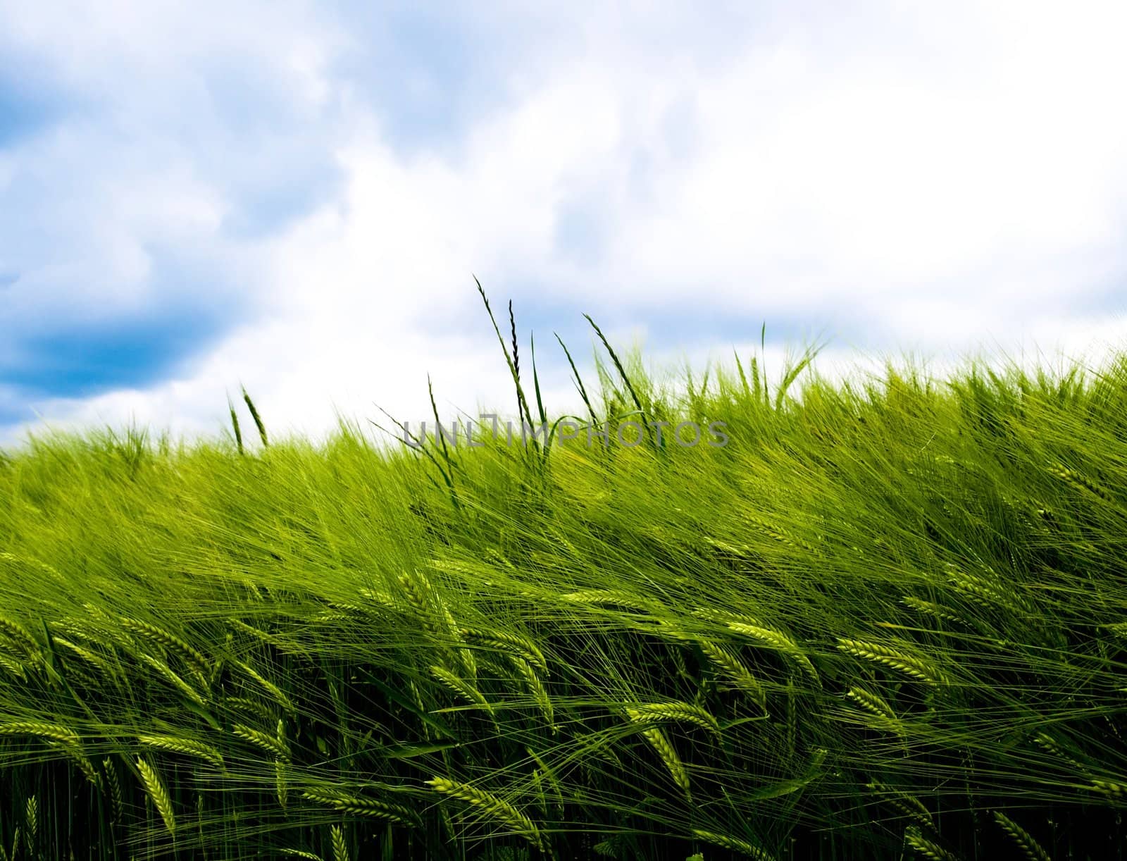 Green wheat field at spring under stormy clouds